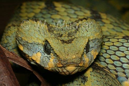  Atheris rungweensis ID = 