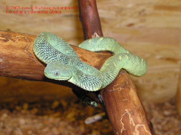  Atheris chloroechis ID = 