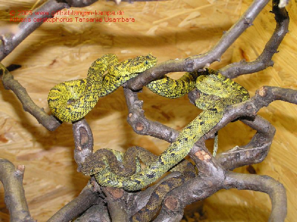  Atheris ceratophorus ID = 