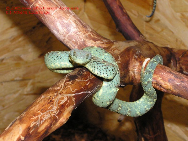  Atheris squaminger ID = 