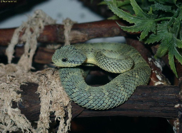  Atheris squamiger ID = 