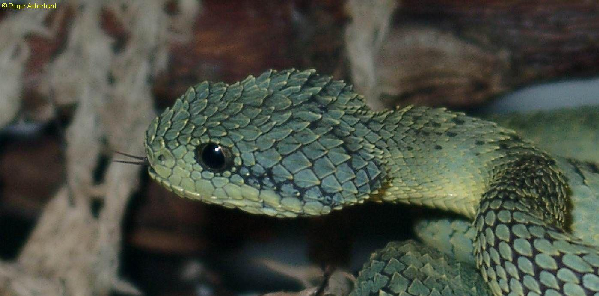  Atheris squamiger ID = 