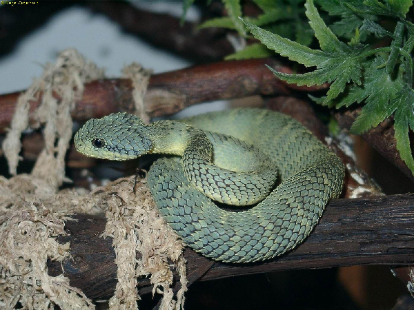  Atheris squamiger ID = 