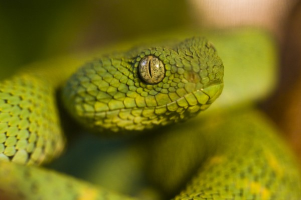  Atheris chlorechis ID = 