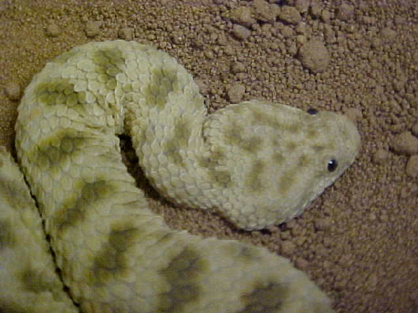  Cerastes vipera ID = 