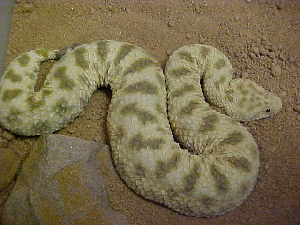  Cerastes vipera ID = 