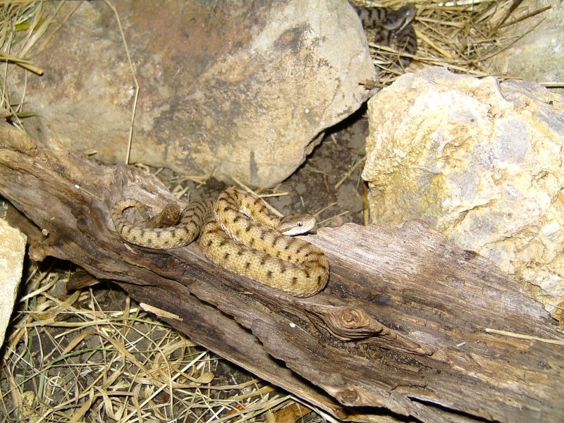  Vipera aspis aspis ID = 