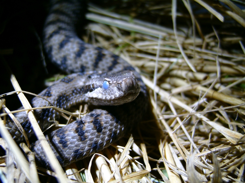  Vipera aspis aspis ID = 