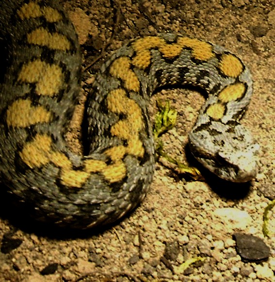  Vipera raddei kurdistanica ID = 