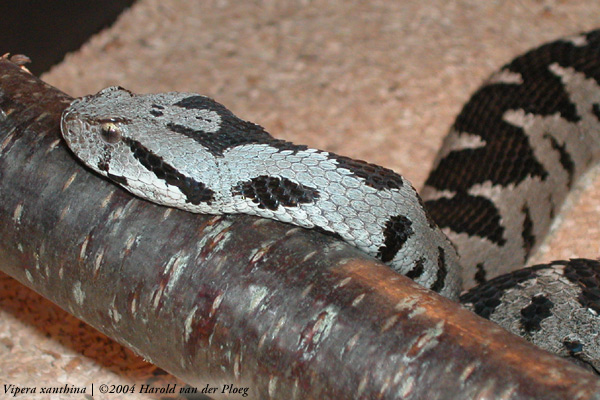  Vipera xanthina ID = 