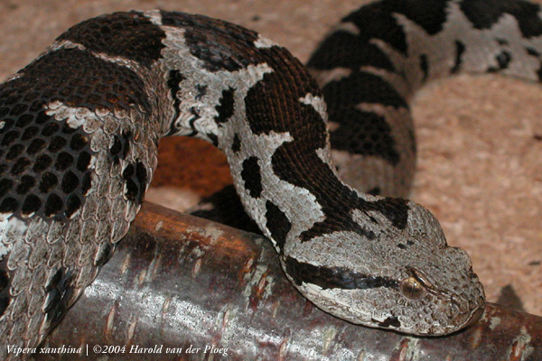  Vipera xanthina ID = 