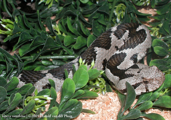  Vipera xanthina ID = 