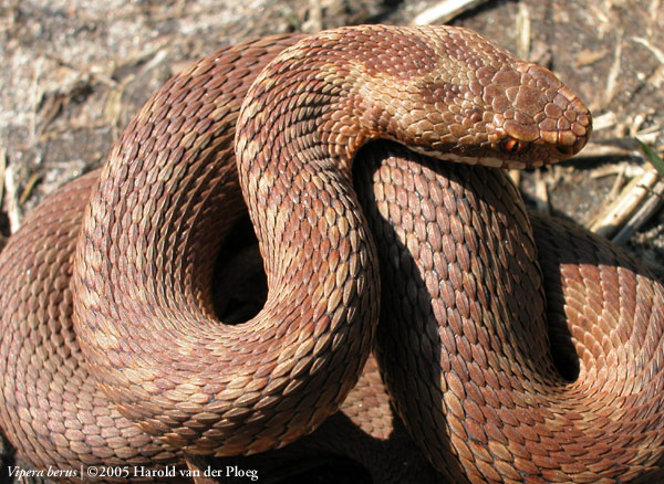  Vipera Berus ID = 