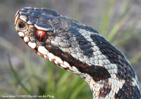  Vipera Berus ID = 