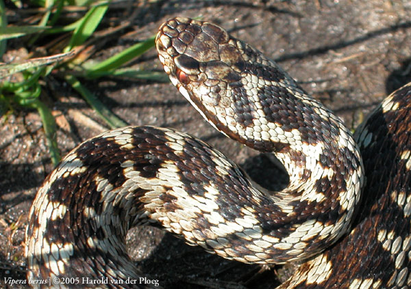  Vipera Berus ID = 