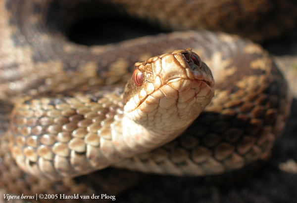  Vipera Berus ID = 