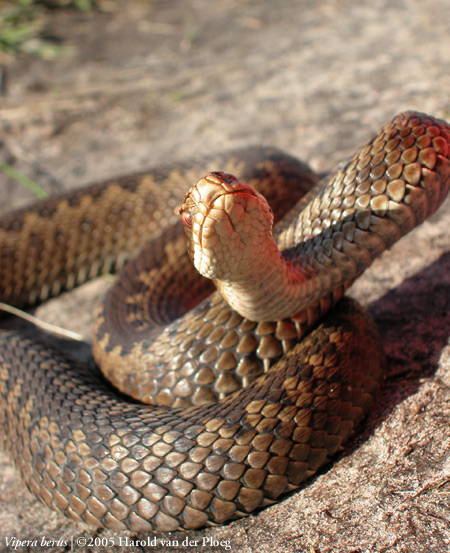  Vipera Berus ID = 