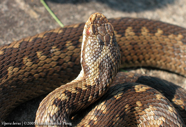  Vipera Berus ID = 