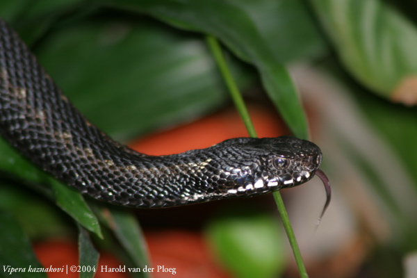  Vipera Kaznakovi ID = 