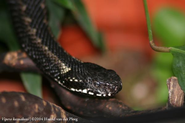  Vipera Kaznakovi ID = 