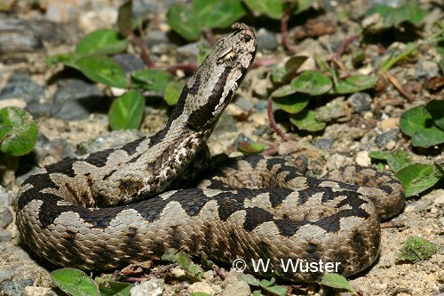  Vipera ammodytes ID = 