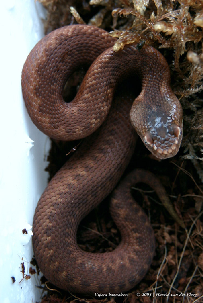  Vipera Kaznakovi ID = 