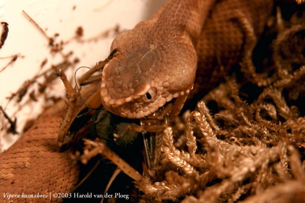  Vipera Kaznakovi ID = 