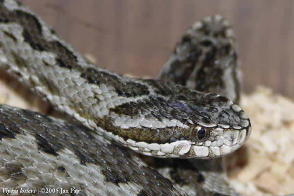  Vipera lotievi ID = 