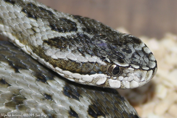  Vipera lotievi ID = 