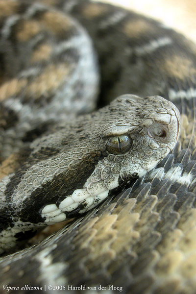  Vipera albizona ID = 