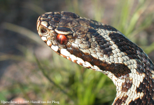  Vipera berus ID = 