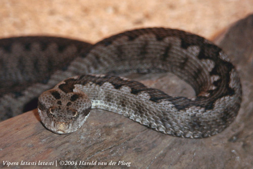  Vipera latasti latasti ID = 