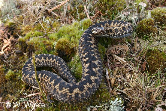  Vipera berus ID = 