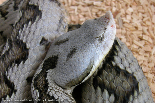  Vipera latasti gaditana ID = 