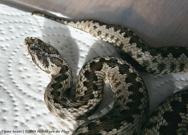  Vipera lotievi ID = 