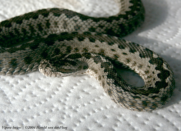  Vipera lotievi ID = 