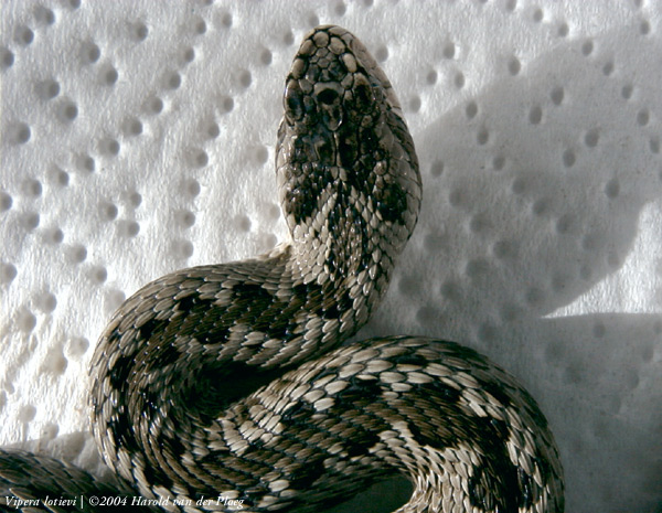  Vipera lotievi ID = 