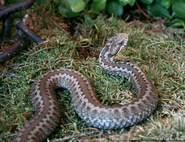  Vipera seoanei seoanei ID = 