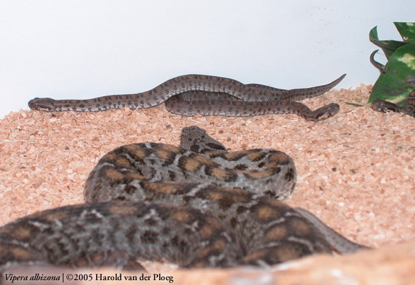  Vipera albizona ID = 