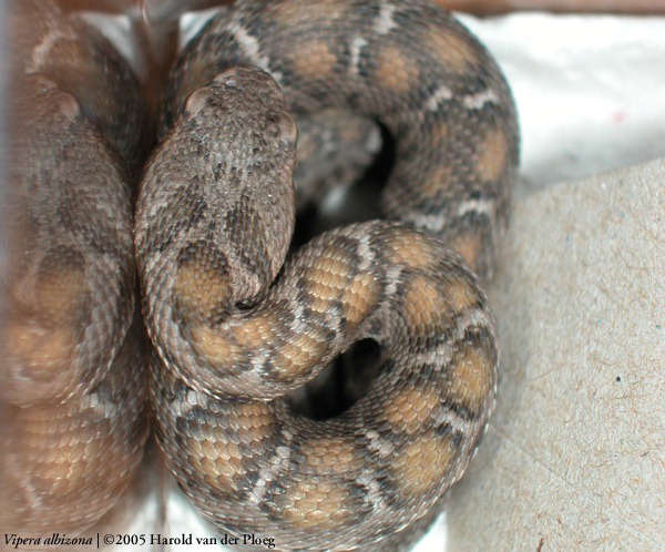  Vipera albizona ID = 