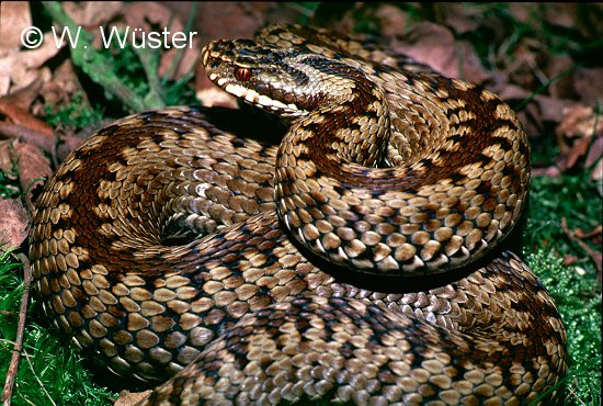  Vipera berus ID = 