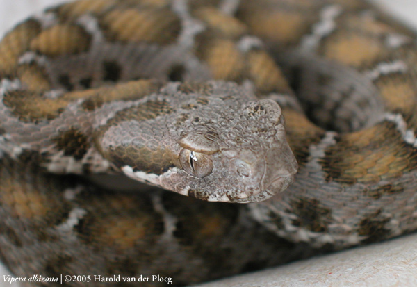  Vipera albizona ID = 