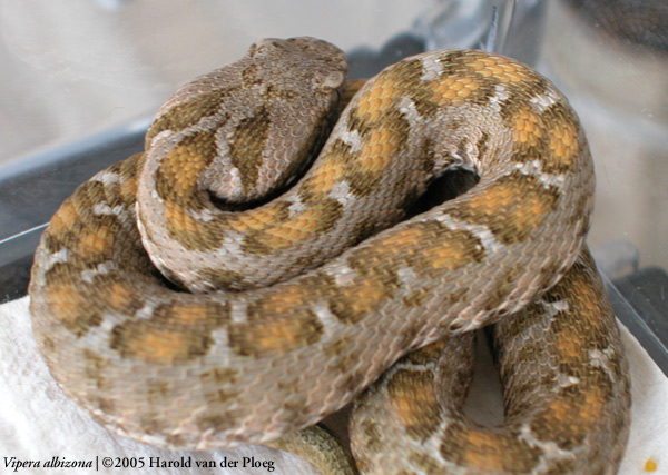  Vipera albizona ID = 