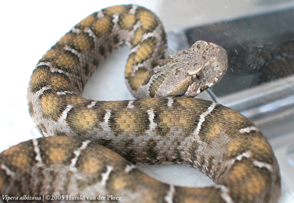  Vipera albizona ID = 