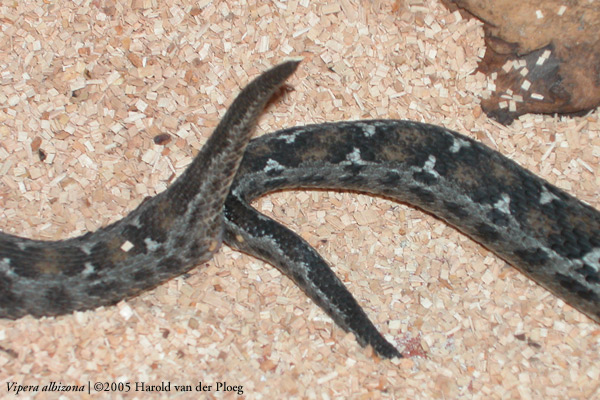  Vipera albizona ID = 