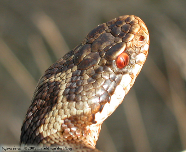  Vipera berus ID = 