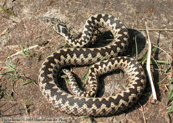  Vipera berus ID = 