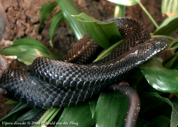  Vipera dinniki ID = 