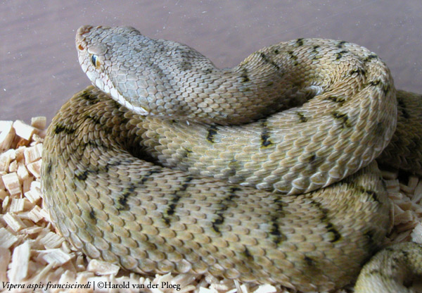  Vipera aspis francisciredi ID = 