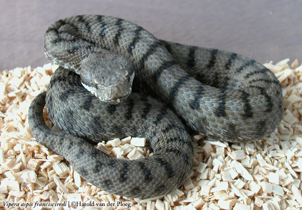  Vipera aspis francisciredi ID = 